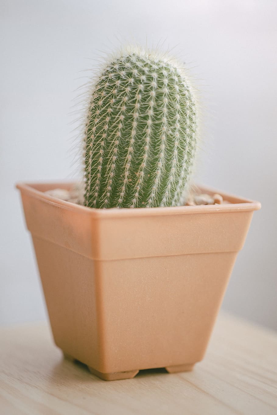 plant, pot, blur, cactus, botanical, close-up, focus, wooden surface HD wallpaper