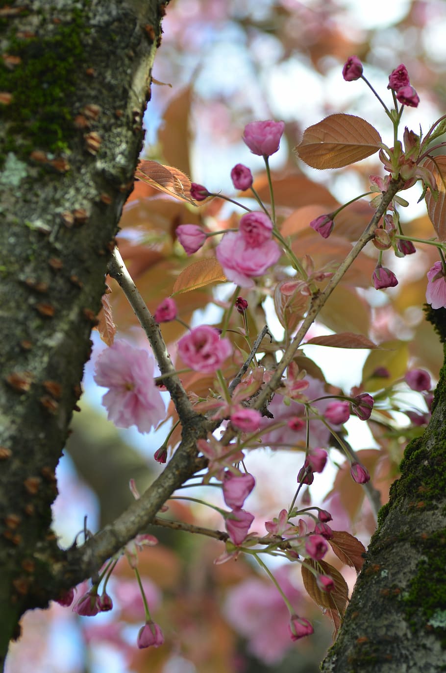 cherry, blossoms, spring, pink, plant, tree, flower, growth HD wallpaper
