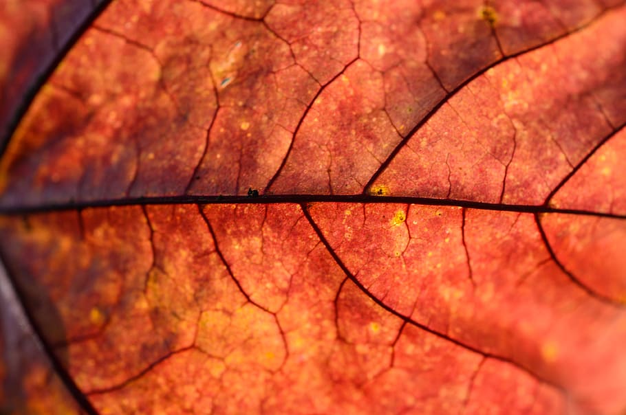 red, leaf, autumn, fall, nature, season, yellow, orange, bright HD wallpaper