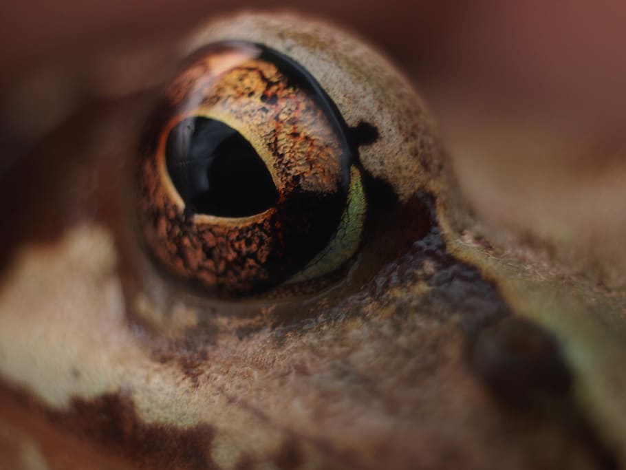 Eye, Frog, Detail, View, one animal, animal themes, close-up HD wallpaper