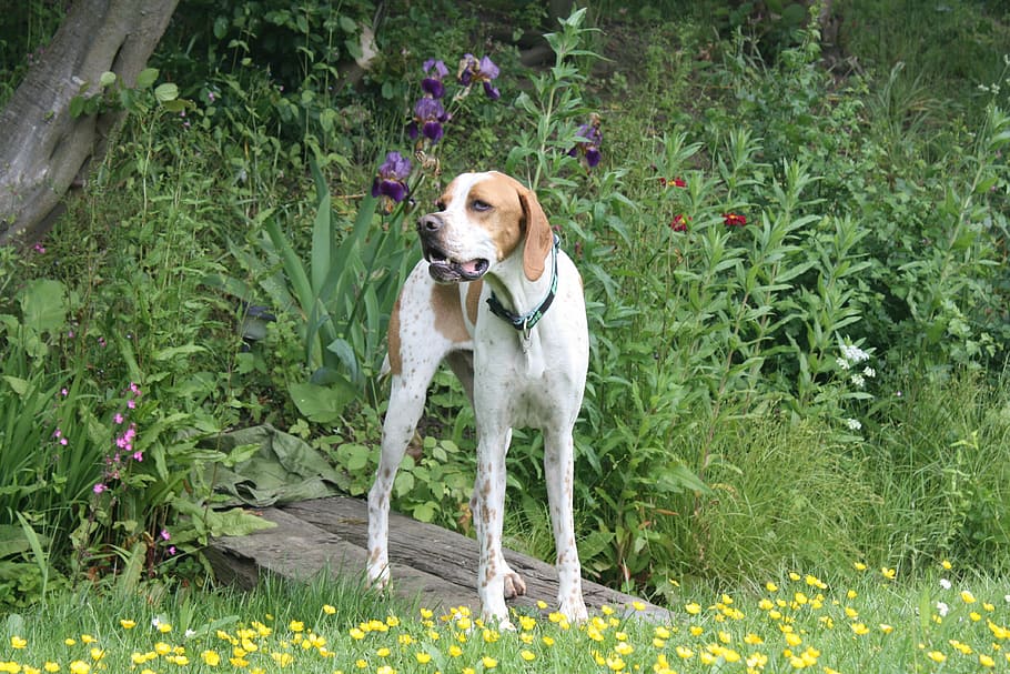 Pointer, Dog, Pet, Animal, Canine, pedigree, purebred, white HD wallpaper