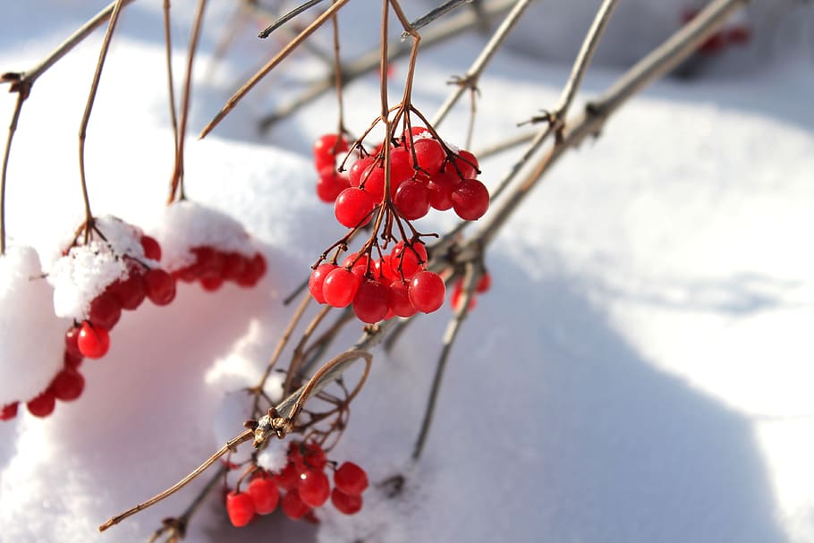 viburnum, winter, nature, red, tree, snow, cold temperature, HD wallpaper