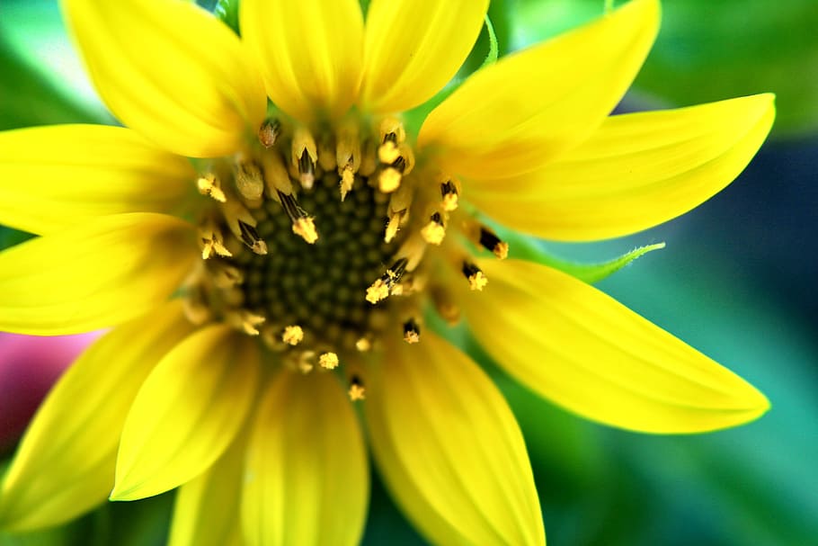 flower, sunflower, macro, flowering plant, freshness, yellow HD wallpaper