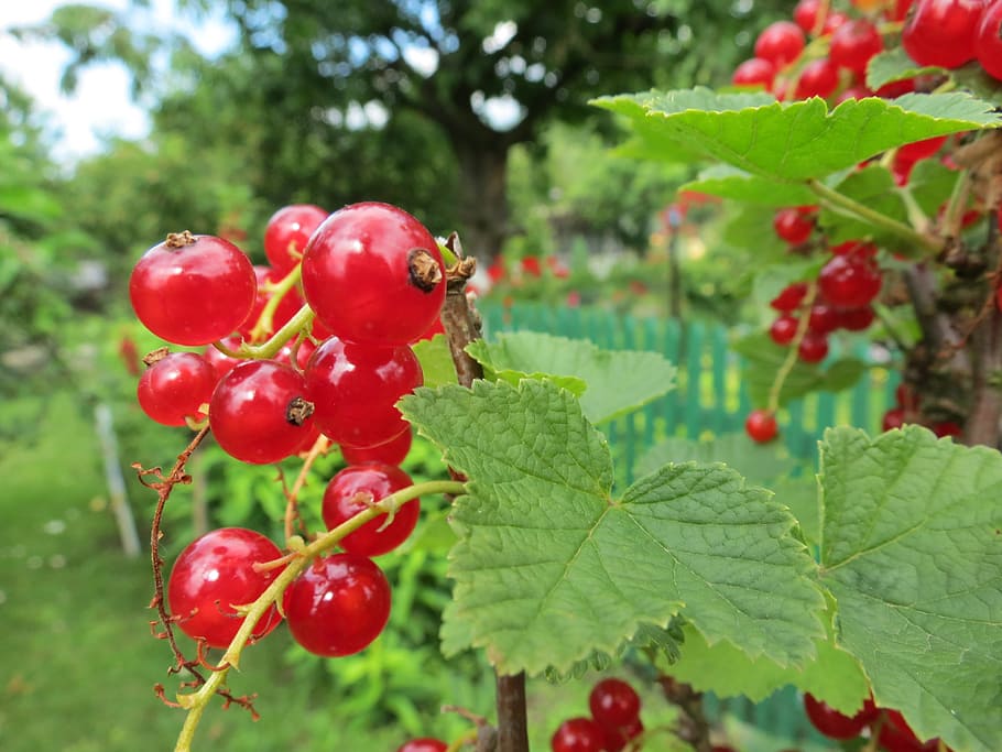 Currant, Fruit, Red, Garden, Plot, the plot, plant, bush, summer HD wallpaper