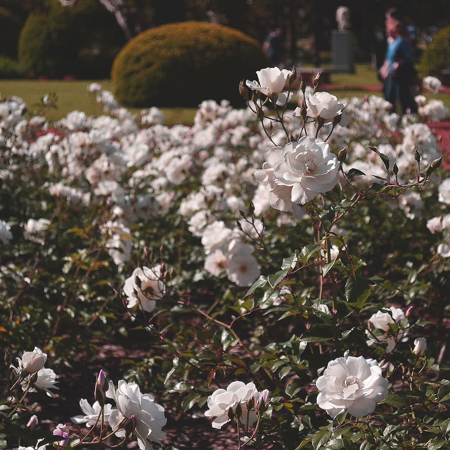 Selective Focus Photography of White Roses, beautiful, bloom HD wallpaper
