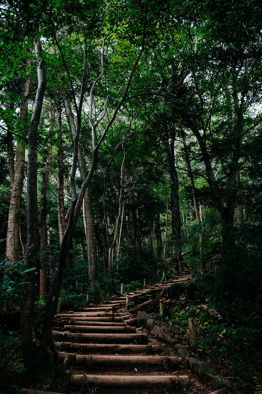 brown wooden stairs in between trees at daytime, pathway leading towards above inside a forest HD wallpaper