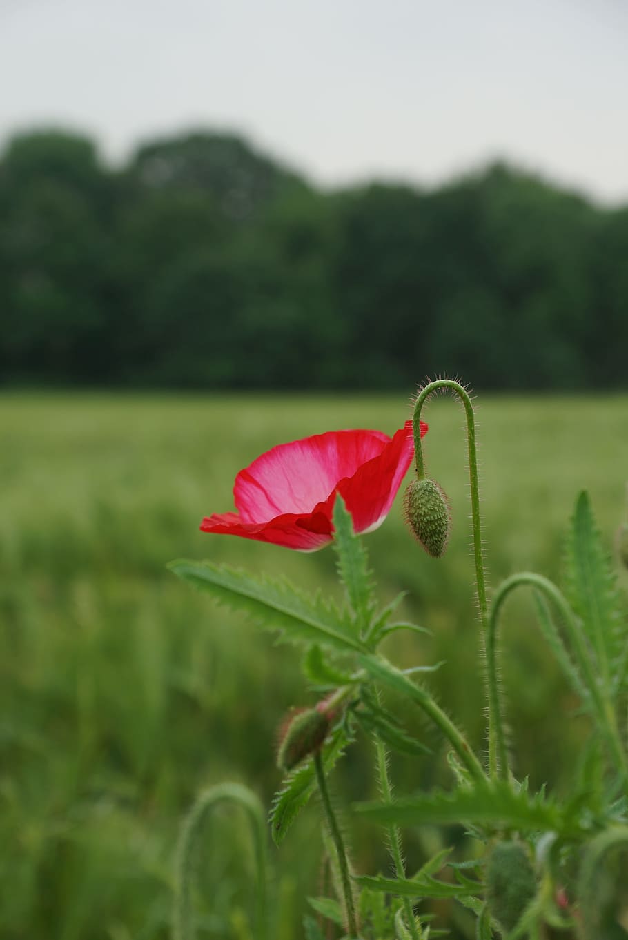 Fields Poppies, Early Summer, wheat field, red, growth, nature, HD wallpaper