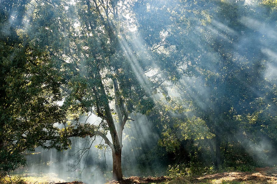 tall green leafed tree with sun rays, light rays, fog, leaves HD wallpaper