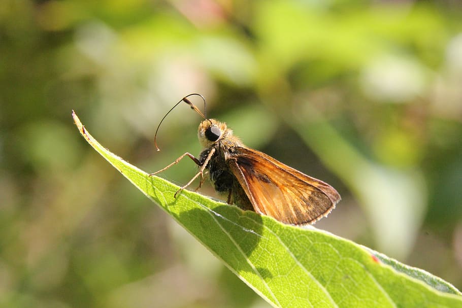 Insect, Moth, Bug, leaf, one animal, animal themes, green color HD wallpaper