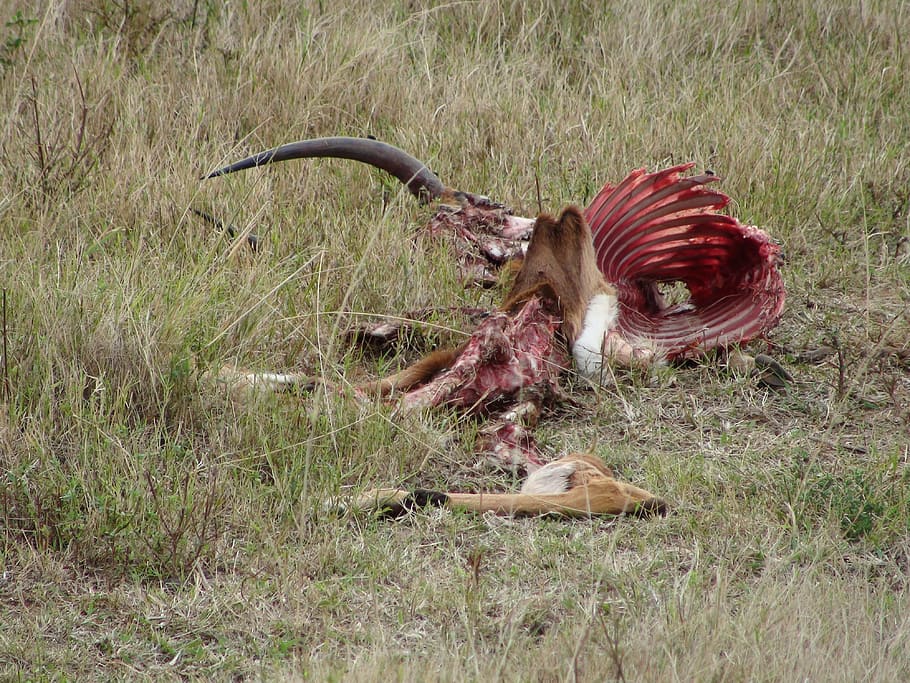 impala, dead, carcass, animal, mammal, wildlife, africa, nature HD wallpaper