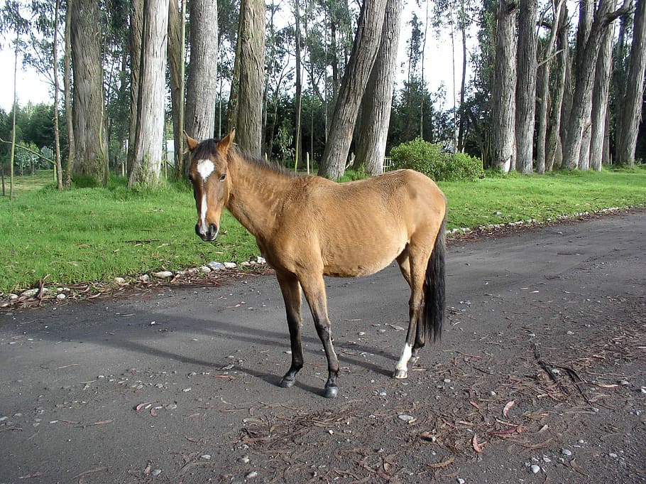 Horse, Eucalyptus, Ecuador, one animal, tree, animal wildlife HD wallpaper