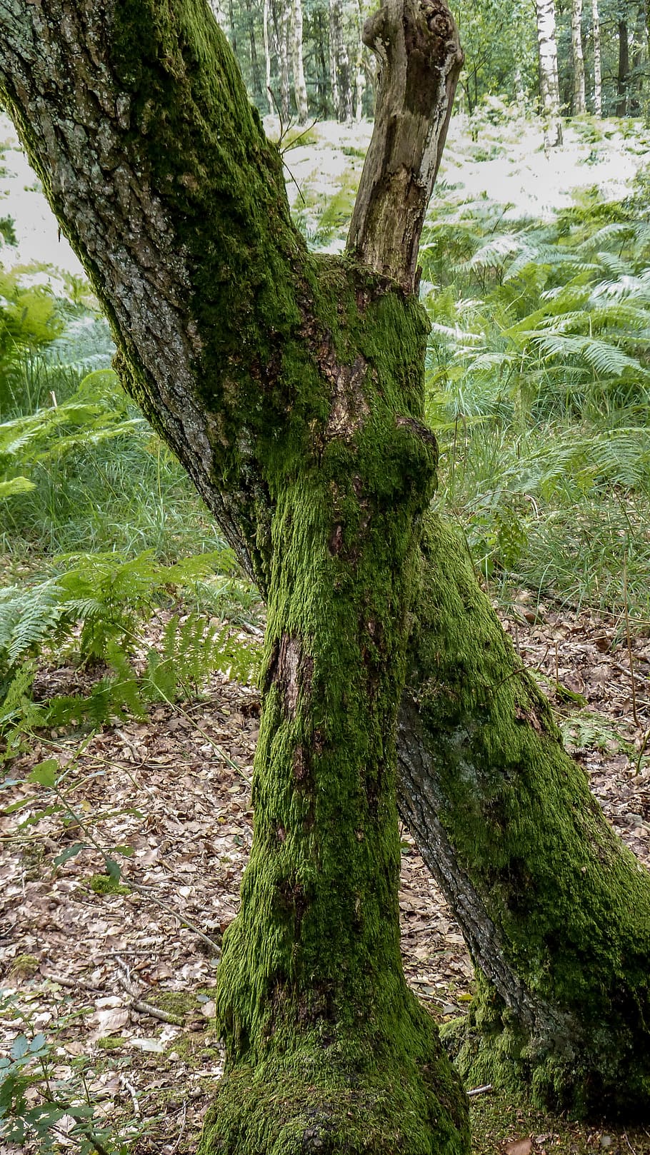 root, tree, forest, wood, tree root, log, nature, bark, green HD wallpaper