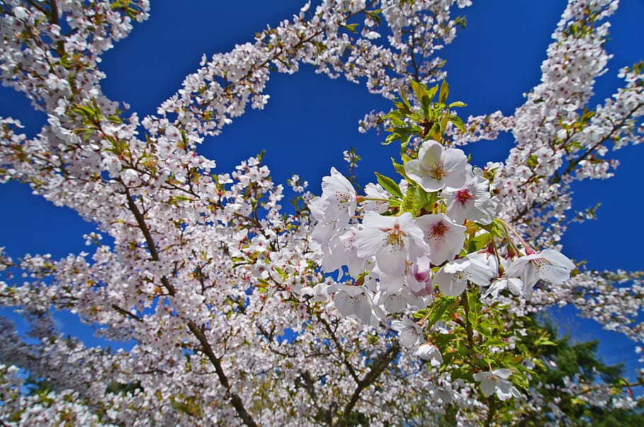 Tree, Spring, Spring, Cherry, Cherry Blossom, Nature, pink HD wallpaper