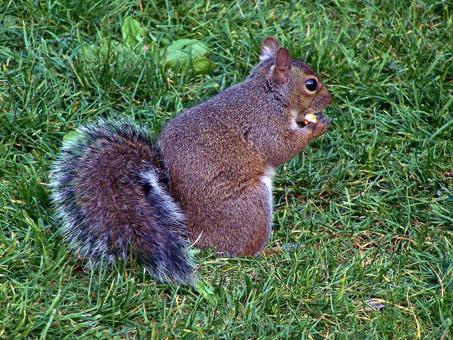 Squirrel, Eat, Fur, Nut, Cute, Animal, grass, rodent, nature HD wallpaper