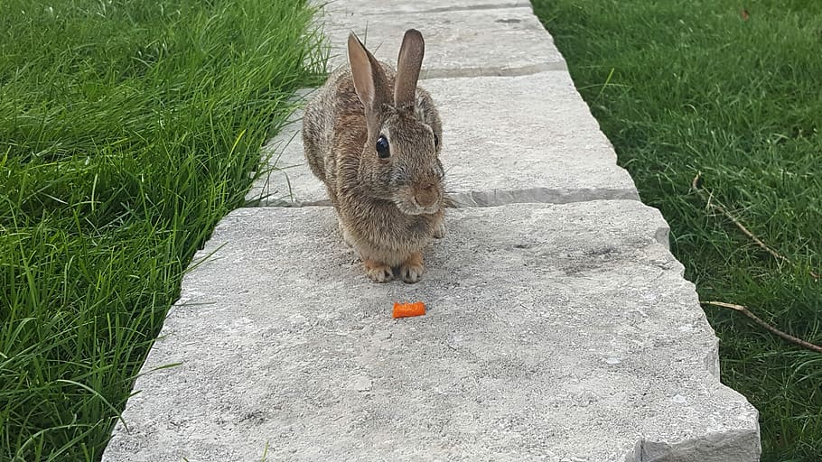 rabbit, bunny, carrot, spring, easter, animal, fluffy, grass HD wallpaper