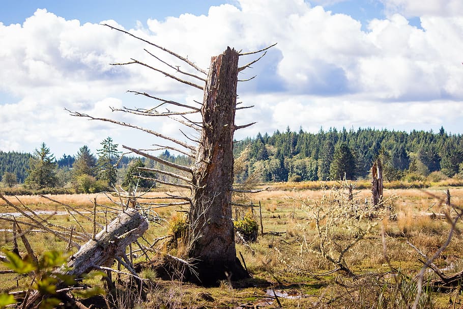 dead tree, johns river, washington, plant, land, sky, environment HD wallpaper