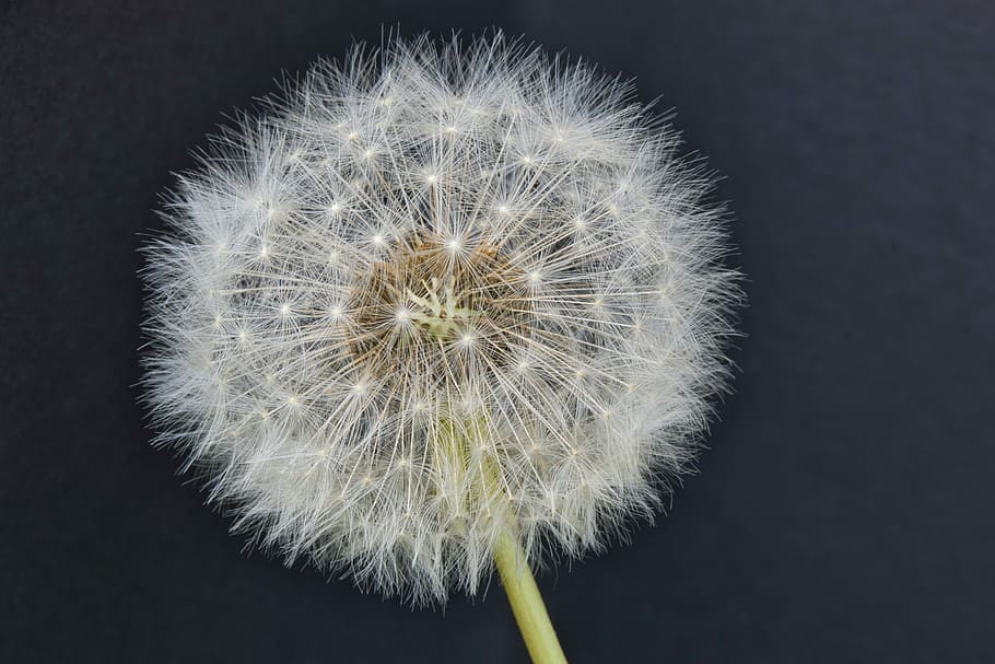 dandelion, close, common dandelion, macro, nature, flower, spore HD wallpaper