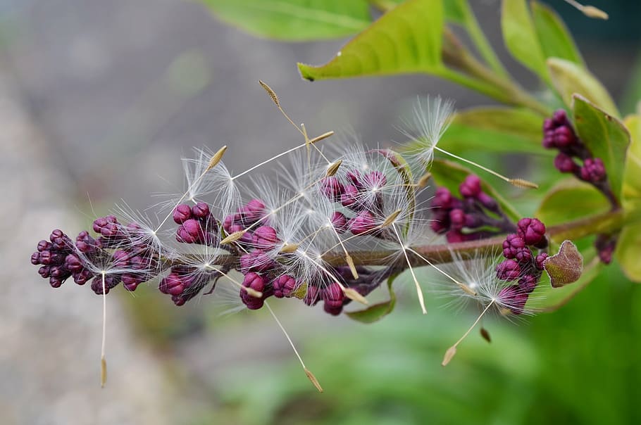 lilac, dandelion, seeds, bud, spring, nature, flower, wind HD wallpaper