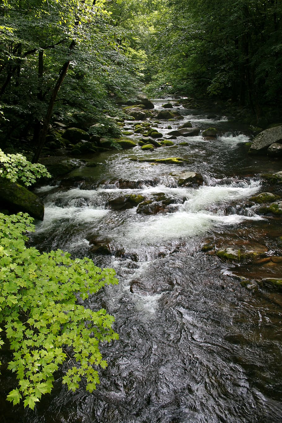 Stream, Forest, Nature, Water, green, creek, beautiful, flowing HD wallpaper