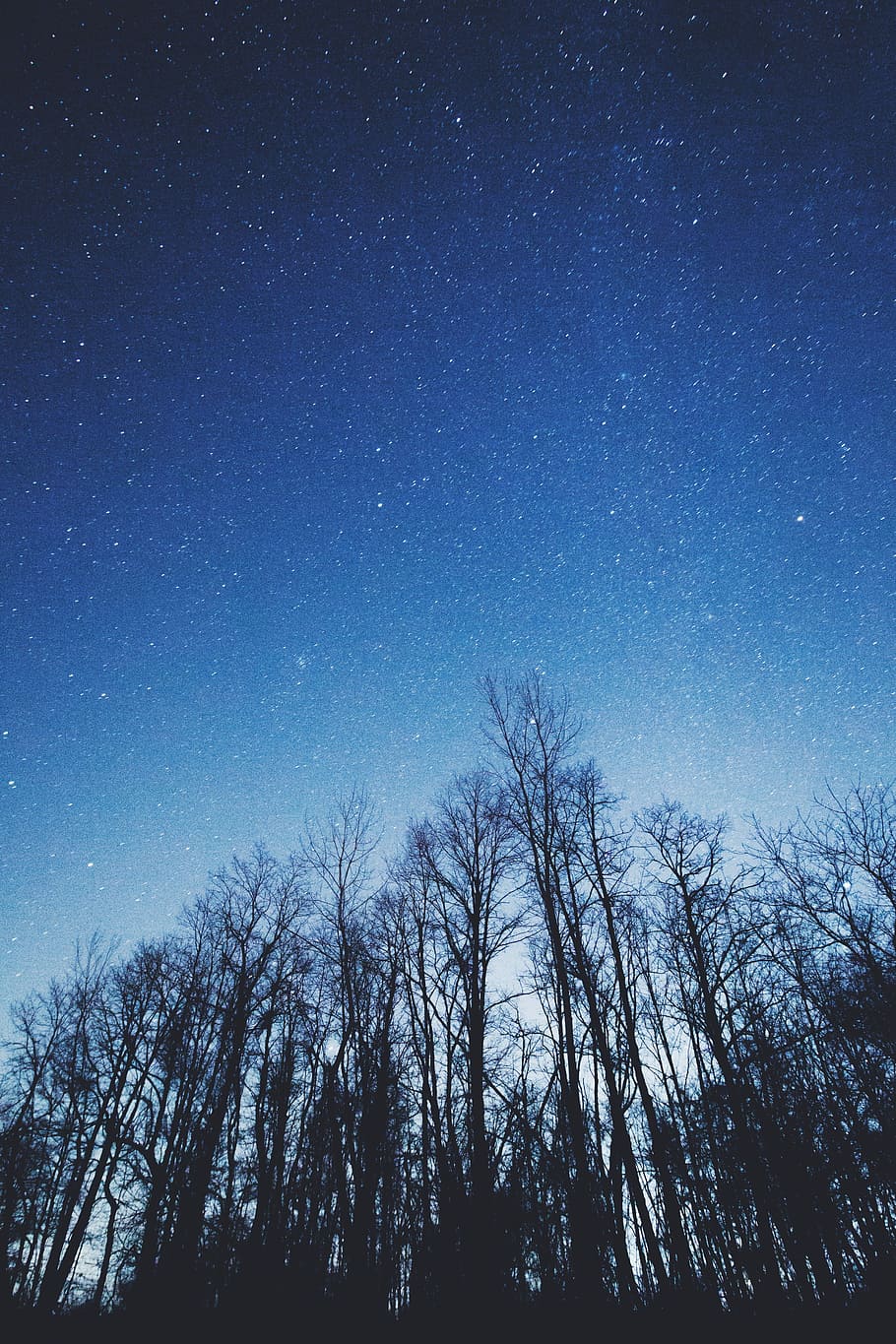 bare trees during nighttime, worm's-eye view of bare trees, stars HD wallpaper