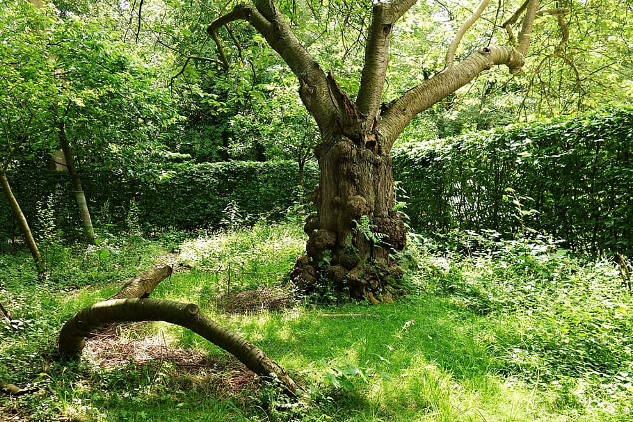 tree, gnarled, trunk, old, old gnarled tree, ancient, garden HD wallpaper
