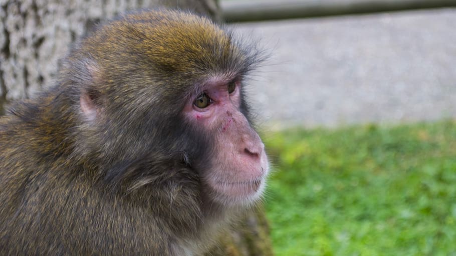 Monkey, Portrait, Wild, Nature, Animal, animals, one animal HD wallpaper