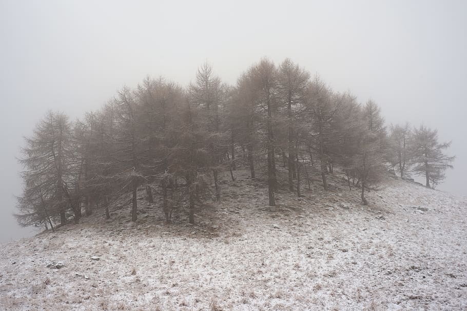 forest covered by fog, photo og trees in the middle of fog, gray HD wallpaper