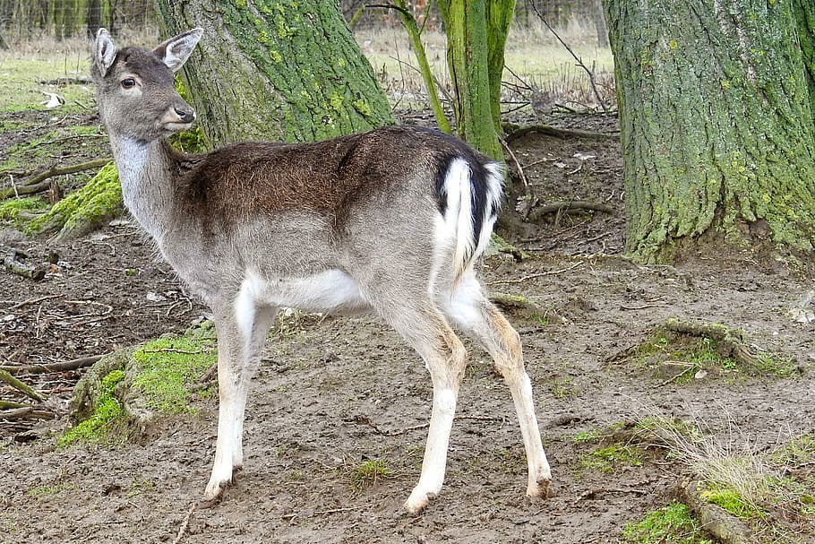 roe deer, forest, fallow deer, nature, wild, animal, mammal HD wallpaper