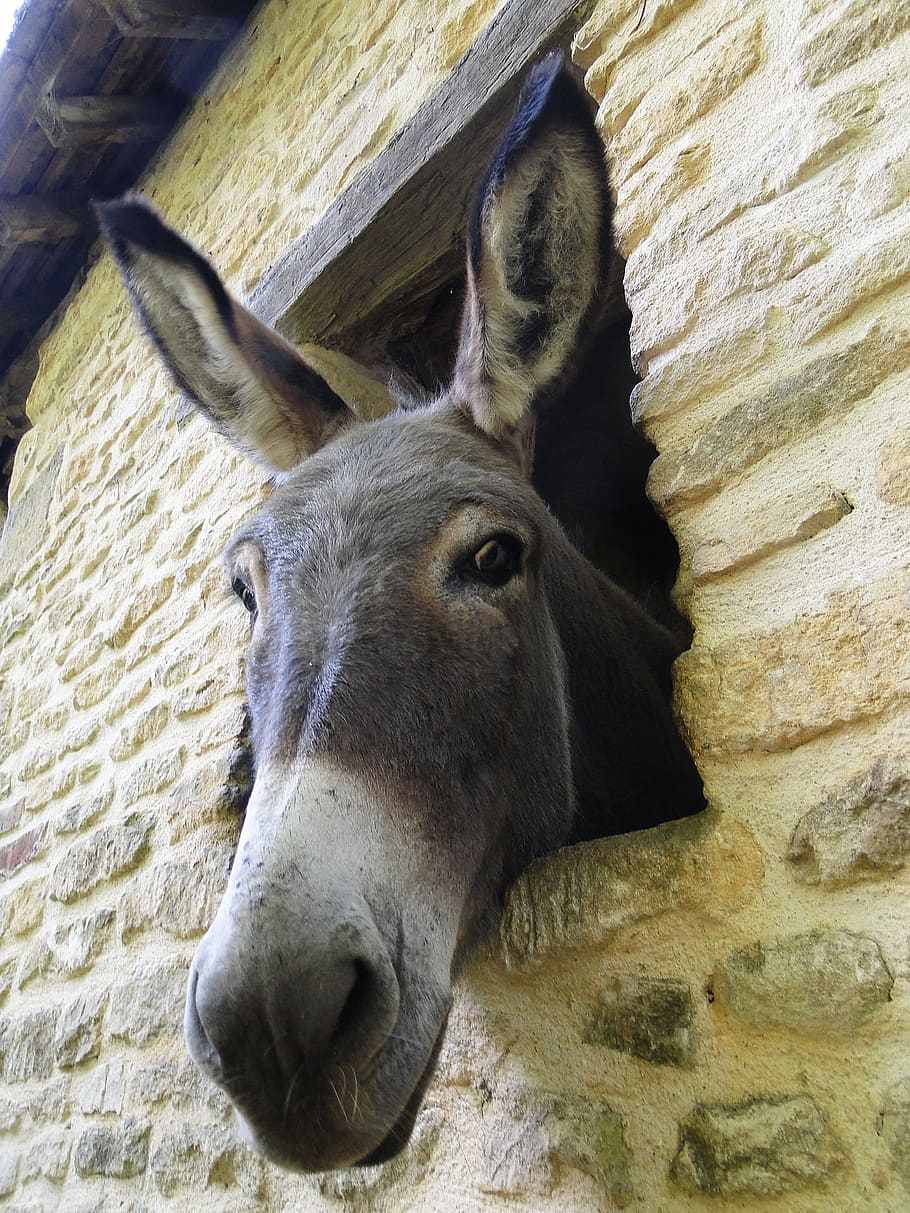 gray donkey on window of beige building, look, nice, curious HD wallpaper