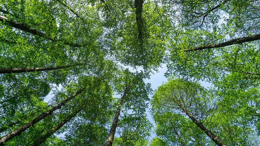 tree, nature, wood, leaf, branch, look up, park, spring, ching ming festival HD wallpaper