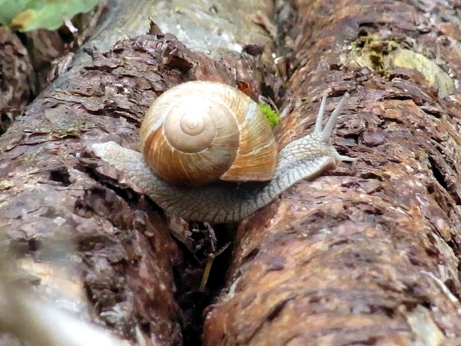 snail, mollusk, wirbellos, animal, forest, tree, animal wildlife, HD wallpaper