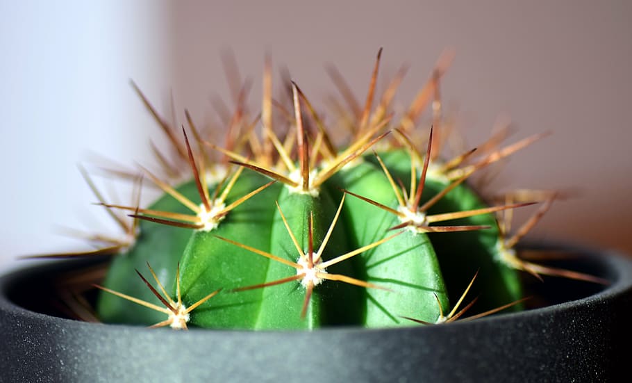 cactus, spur, plant, thorns, green, nature, close, prickly HD wallpaper