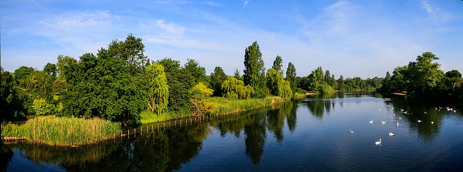 serpentine hyde park, blue sky, water, swans, tree, reflection, HD wallpaper