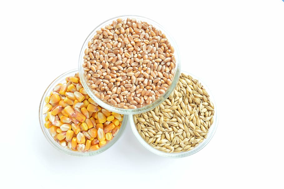 corn, wheat, barley, food, food and drink, white background HD wallpaper