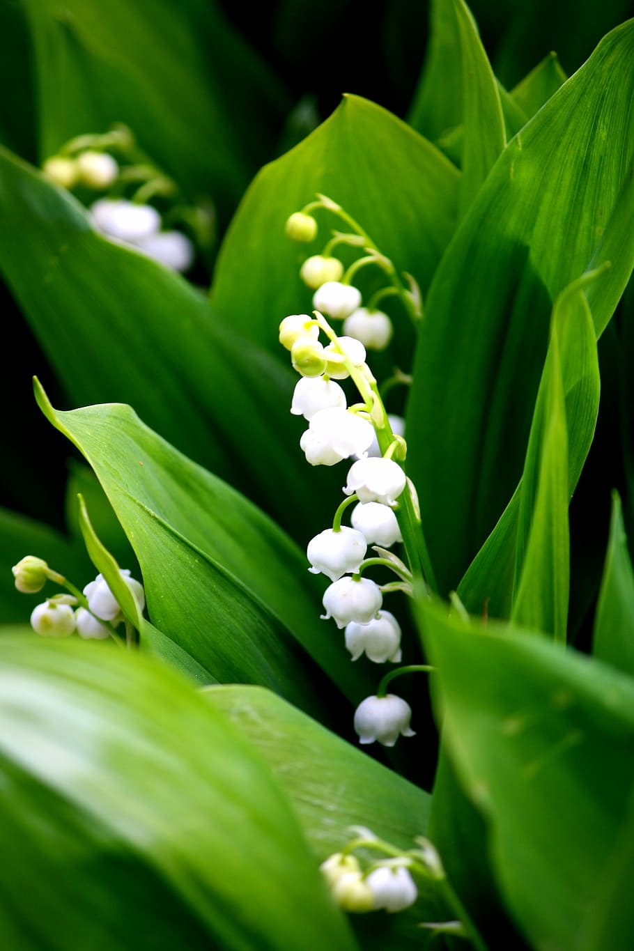 selective focus photo of white petaled flowers, lily of the valley
