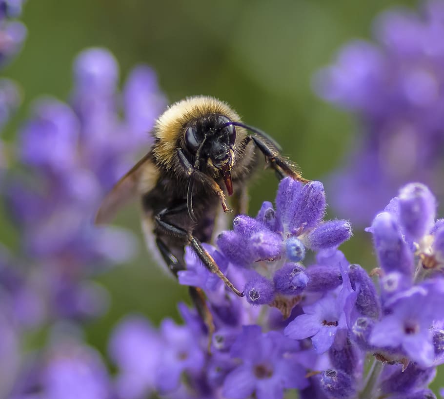 bee, nectar, pollen, lavender, pollination, flowering plant HD wallpaper