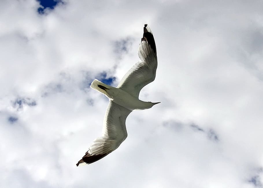 seagull, flying, ocean, bird, wings, feather, wildlife, beak HD wallpaper
