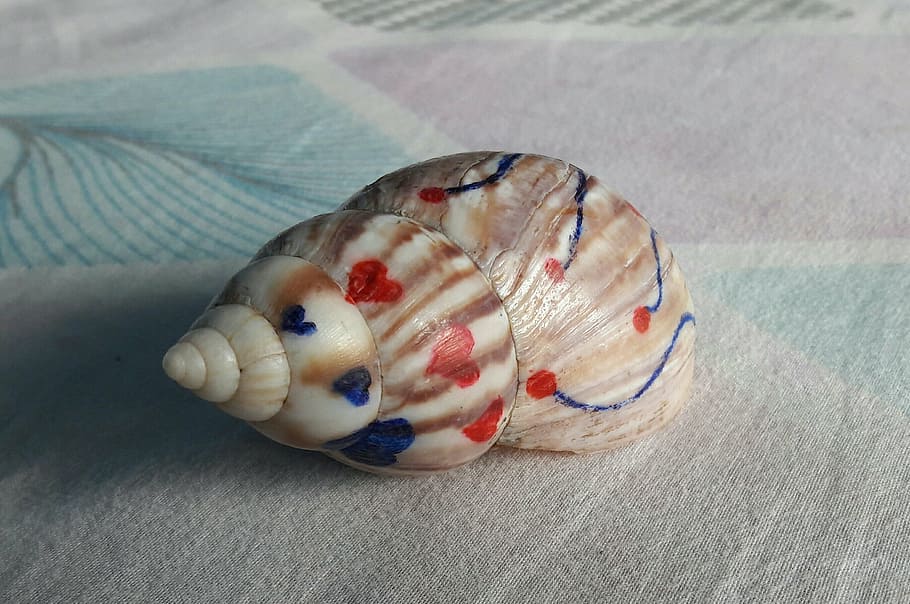 conch, decorated, shell, design, close-up, animal, animal themes HD wallpaper