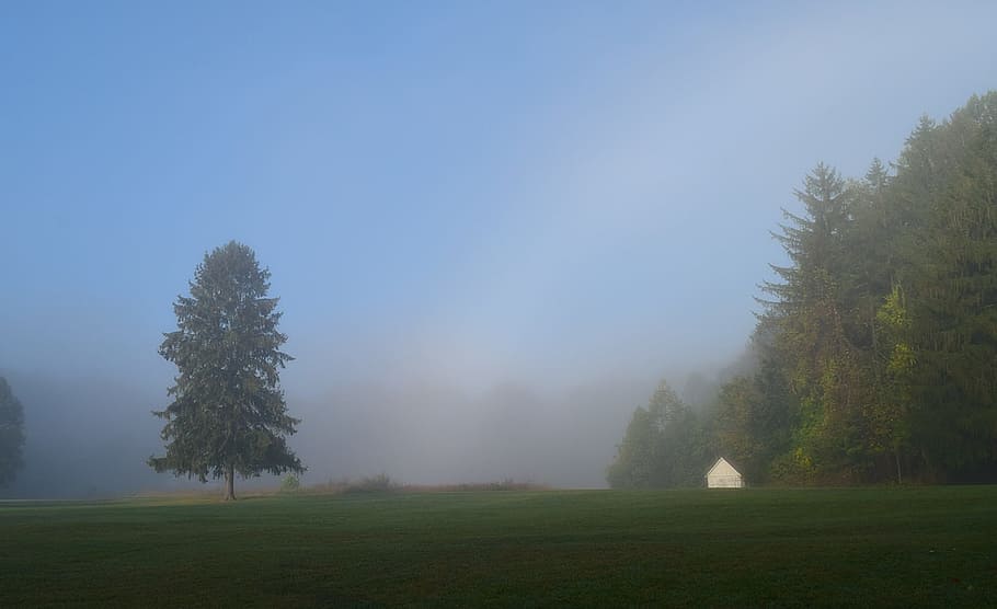 fog, morning, meadow, tree, field, nature, foggy, forest, mist HD wallpaper