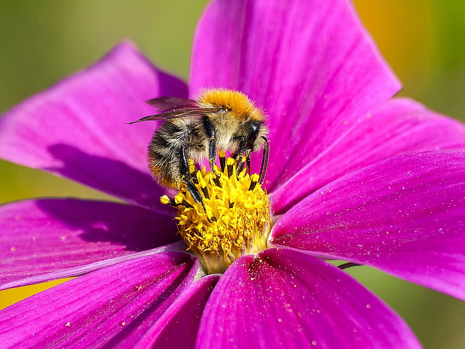Acker, Hummel, Insect, Nature, acker hummel, animal, bee, flower HD wallpaper