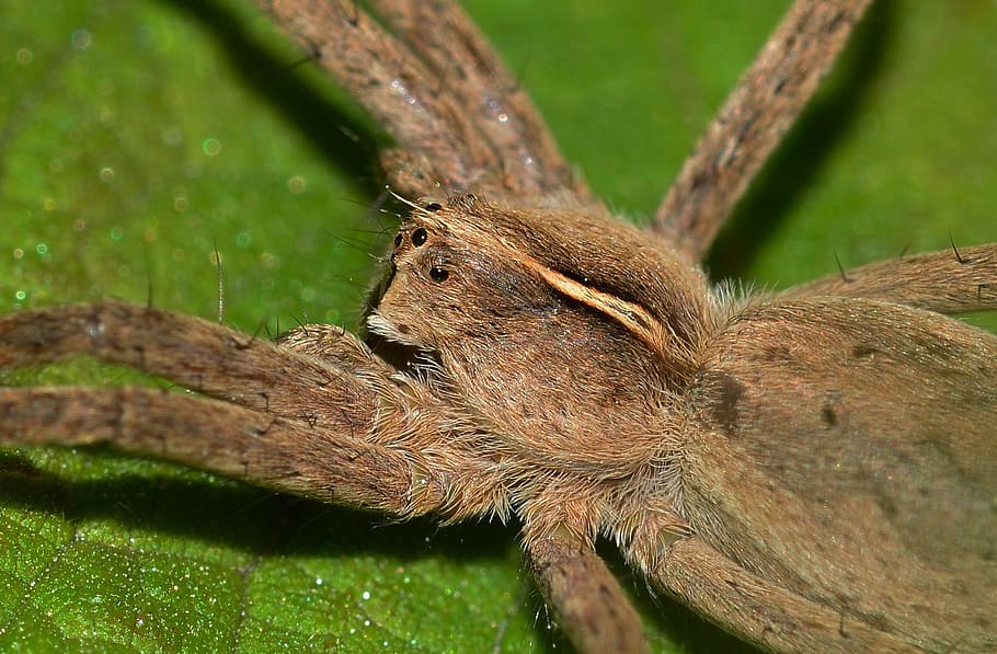 Spider, Insect, Predator, Araneae, spiders, pisaura, one animal HD wallpaper