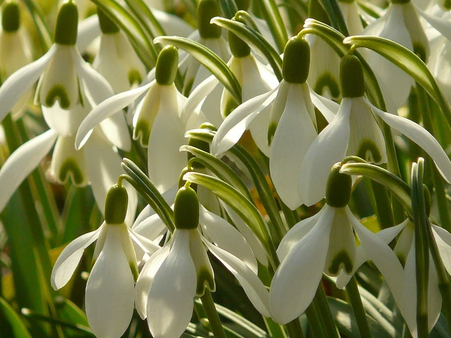 white flowers, Snowdrop, Spring, Blossom, Bloom, color, plant HD wallpaper