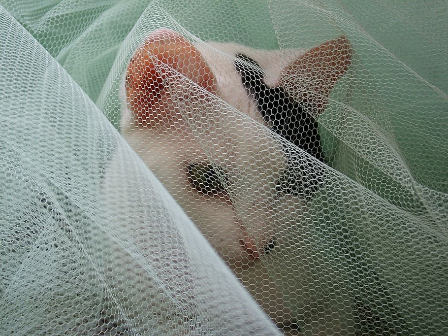Cat, Veil, White, Hiding, textile, fabric, indoors, no people HD wallpaper