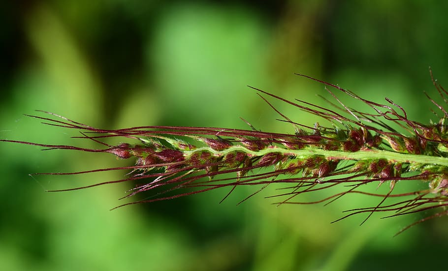 grass seed, close up, nature, blade of grass, plant, macro, HD wallpaper