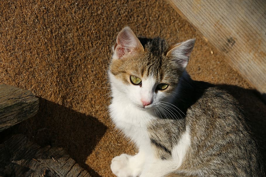 cat, animal, animal portrait, close, street, kitty, animals HD wallpaper