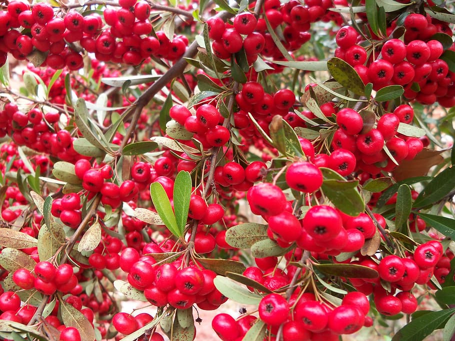 berries, plant, bush, red, natural, fruit, healthy, food, organic HD wallpaper