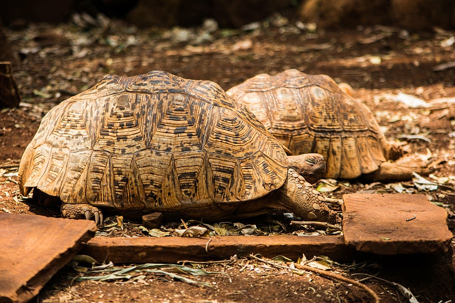 tortoise, wildlife, slow, game, animal, african, turtle, reptile HD wallpaper
