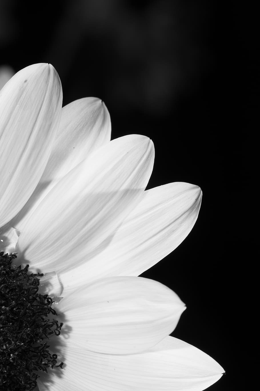 Download Black And White Sunflower Photo Wallpaper  Wallpaperscom
