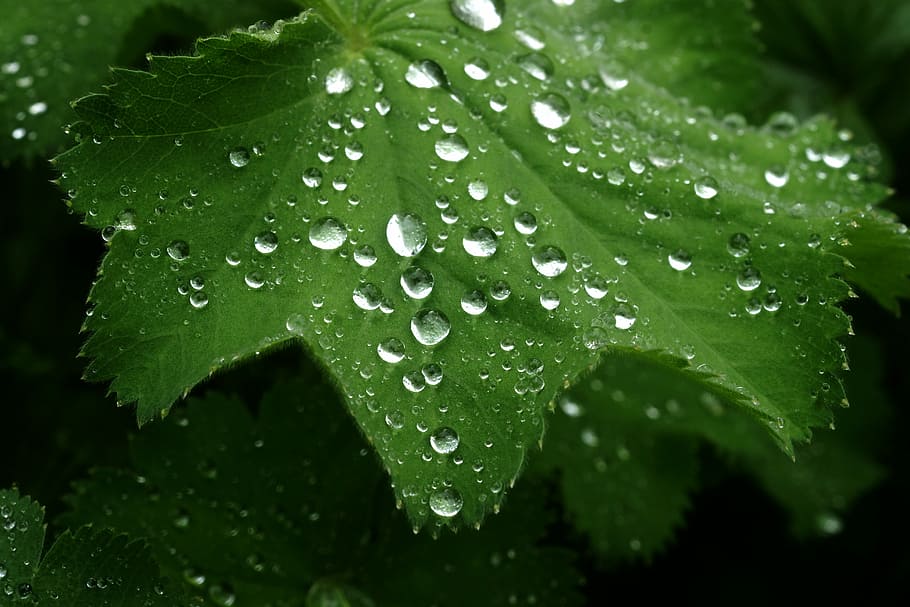rain, leaf, dew, drop, nature, macro, close up, purity, freshness HD wallpaper