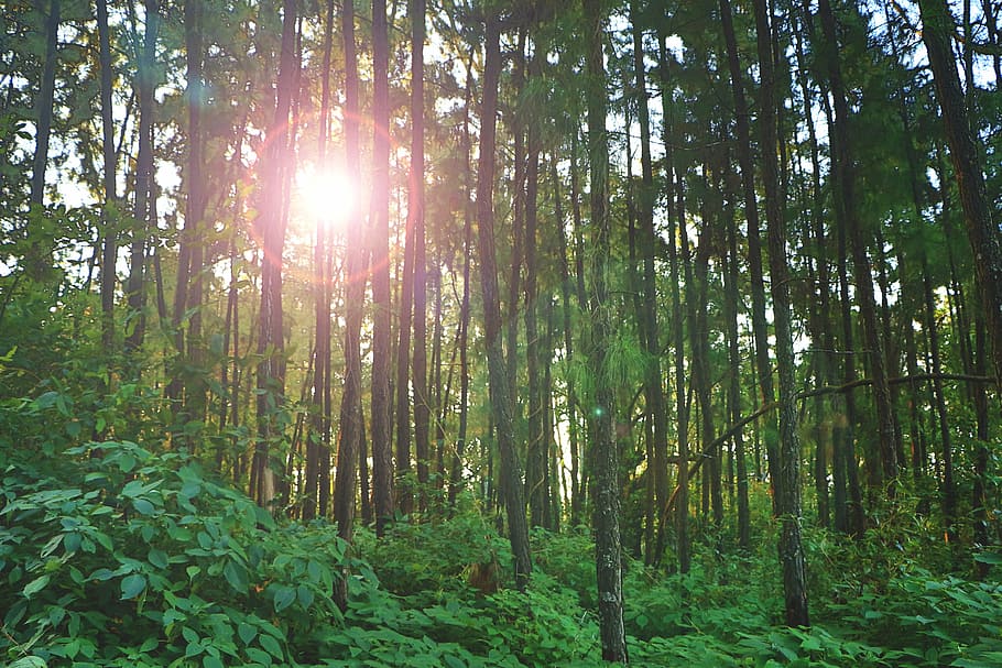 forest, nature, sunbeam, trees, woods, plant, land, tranquility HD wallpaper